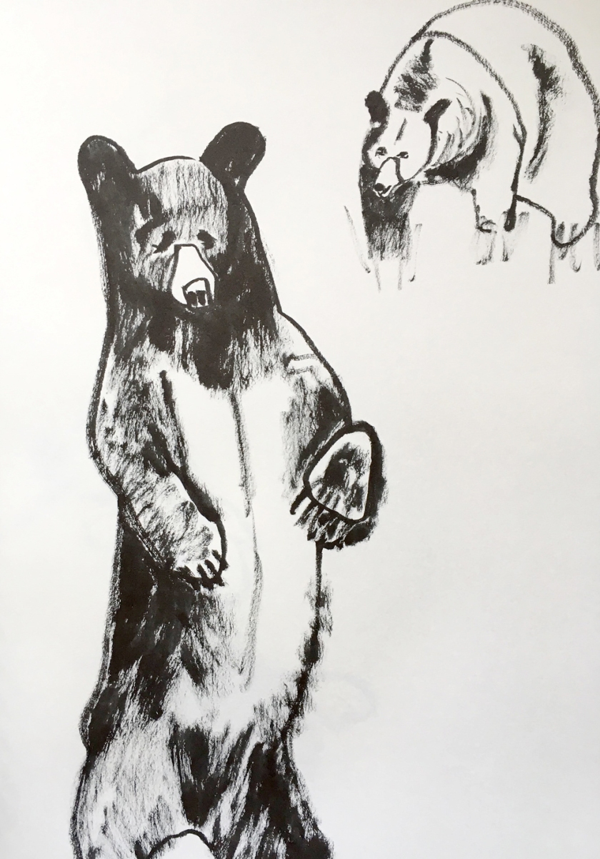  various sketches of bears 